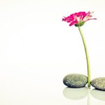 Wellness Health Harmony - Free photo on Pixabay